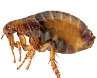 Flea Pest in Montreal.