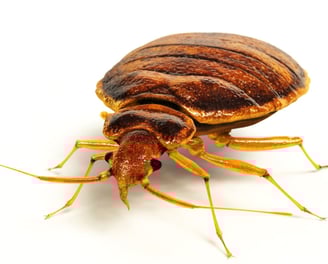 Bedbug Pest in Montreal
