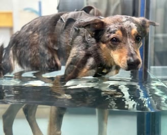 Collie canine hydrotherapy 