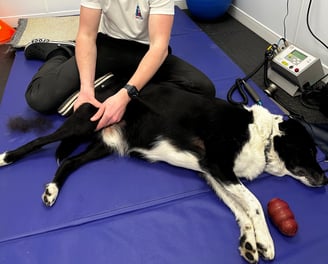 Collie Canine Physiotherapy