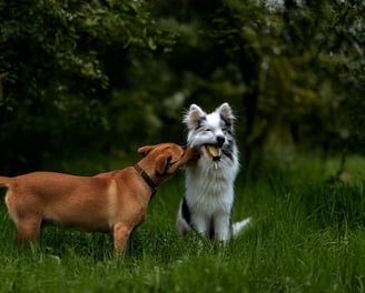 Yeşil çimde oyun oynayan iki mutlu köpek, sağlıklı ve enerjik bir yaşam sürüyor.