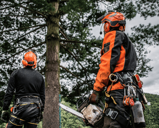 Tree Removal