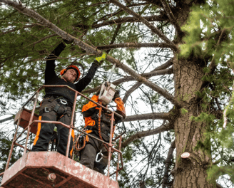 Tree Trimming