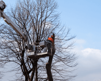 Tree Pruning