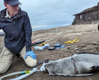 Dr Michael Lynch, wildlife veterinarian, anaesthetising an Australian Fur Seal with entanglement