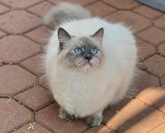 Siberian cat Chloe