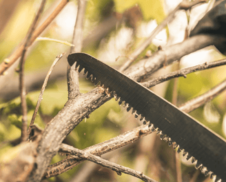 Tree Pruning