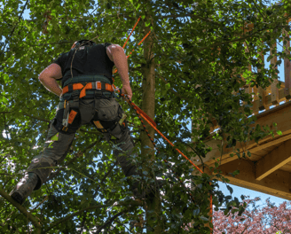 Tree Trimming