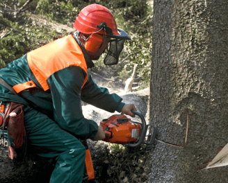 Tree Removal