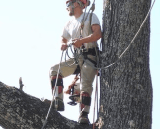 Large Tree Removal