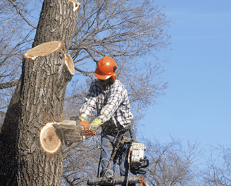 Tree Service Little Rock