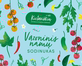 Kietaviškių vazoninių augalų iliustracijos – stilizuoti pomidorai, paprikos, agurkai ir čili viename kadre.
