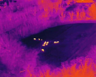 comptage animaux drone thermographie