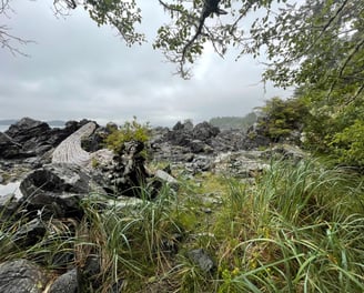 A coastal scene showing driftwood, vegetation, and rocks.
