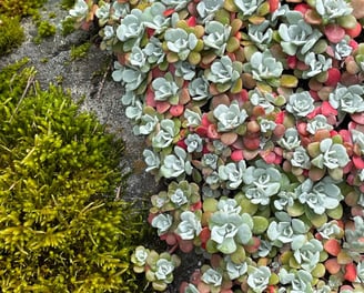 Image of a rock covered with green moss and broadleaf stonecrope.
