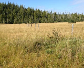 A field of tall grass showing a line of old, weathered fence posts.