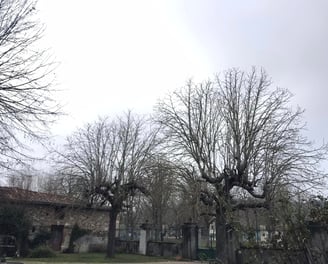 avant taille de marroniers