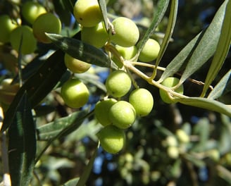 Olive Oil Tasting Tour
