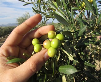 Olive Oil Tasting Almeria