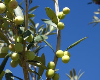 Olive Oil Tasting