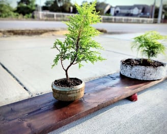 lemon cypress bonsai in planter