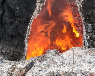 Fire burning in a tree stump