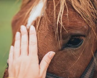 animal reiki Dawn Bozzolo-Triangle Animal Reiki