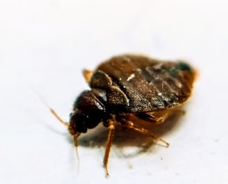 full-size red and brown adult bed bug