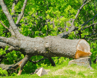 Abattage arbre Daux