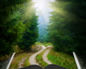 Path through the forest.