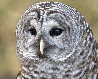 Photo of an owl's face.