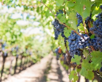 grapes
