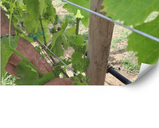 Ecological Farming Consulting for Vineyards in Mallorca | Viñarts.