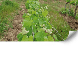 Manejo de malezas y cubierta vegetal en viñedos | Viñarts Mallorca. 