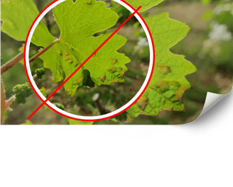 Control ecològic de plagues en vinyes de Mallorca | Viñarts