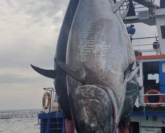 Bluefin Tuna