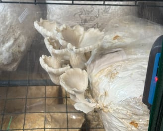 Oyster mushrooms growing out of a bag