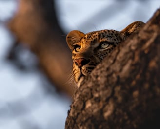 A leopard in a tree during a sunset game drive in Kruger National Park
