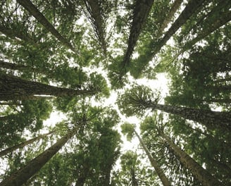 image of trees symbolising that you can grow as much as you like with urofill