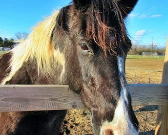 a brown and white horse looking over a wooden fence