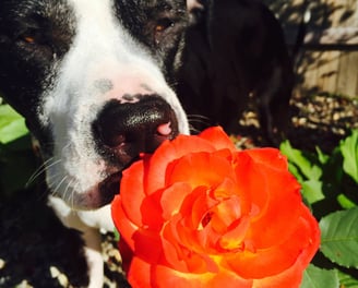 a dog is sniffing a rose in a garden