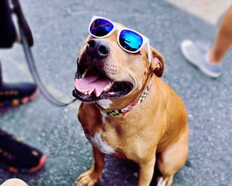 a dog wearing sunglasses on a leash maryland themed collar