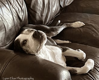 a dog laying on a couch with his head on the couch smiling