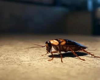 cafard dans la cuisine la nuit