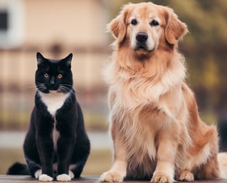 Katze und Hund sitzen nebeneinander