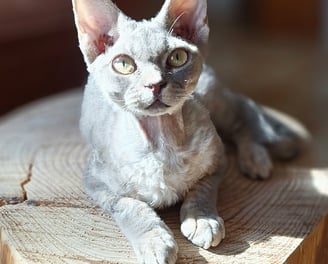 Devon Rex