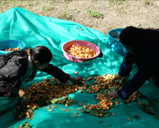 two women are picking up fruit from a blanket