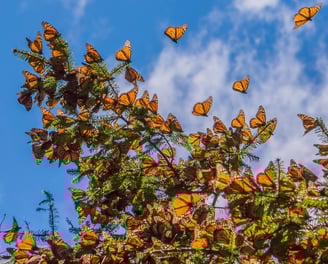 Tour mariposa monarca