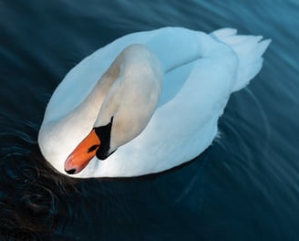 Cygne Blanc en ville