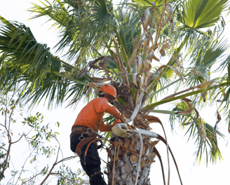 Palm Tree Service